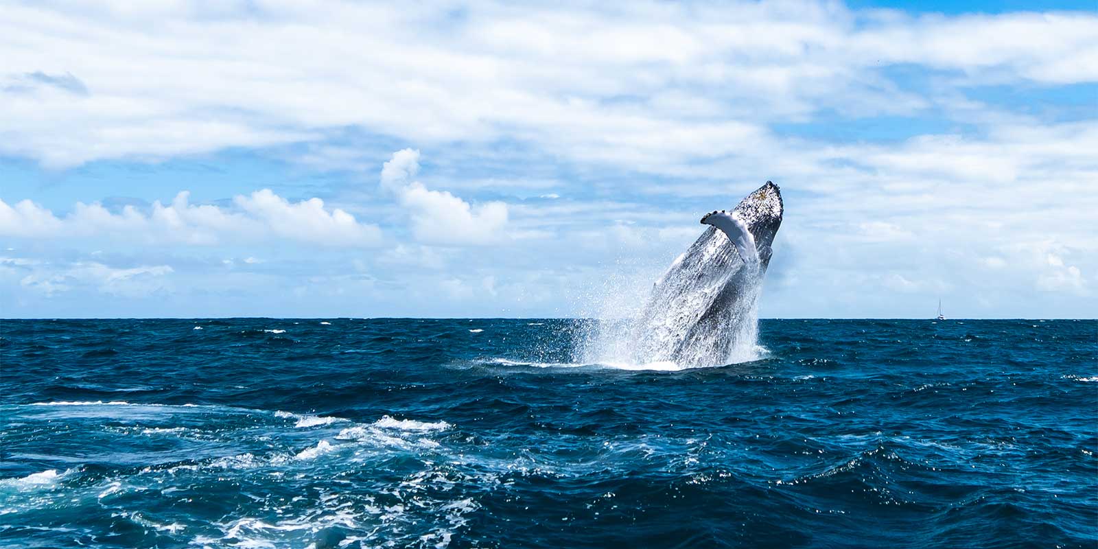 Humpback whale in the Dominican Republic