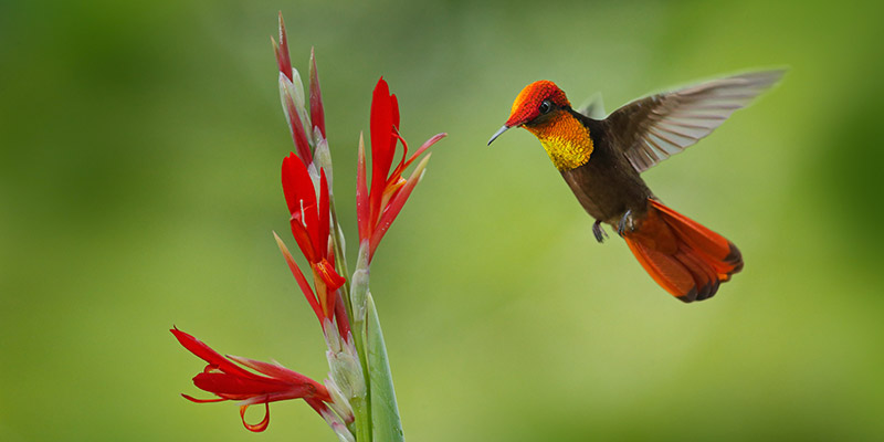 Ruby topaz hummingbird in Trinidad