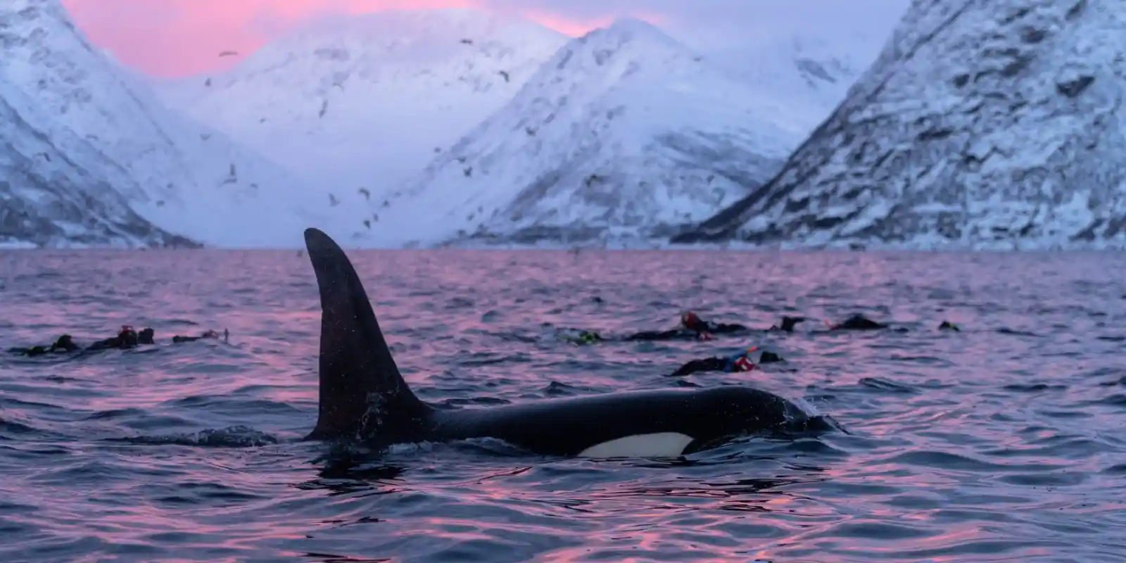 Snorkellers swimming alongside Orca, under the pink-hued sky.
