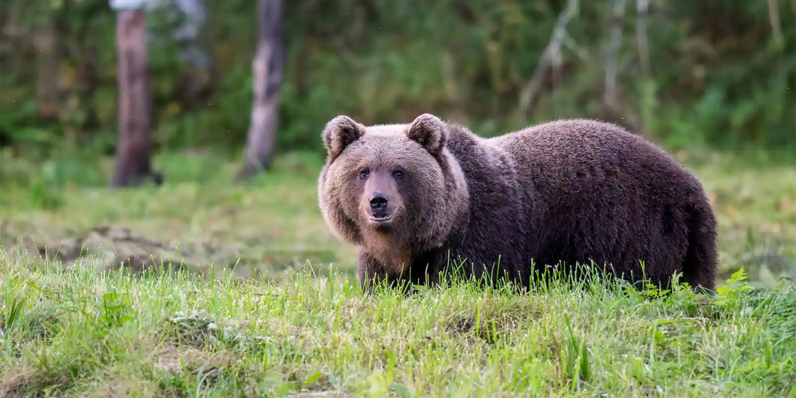 Brown bear in Alutaguse National Park, Estonia