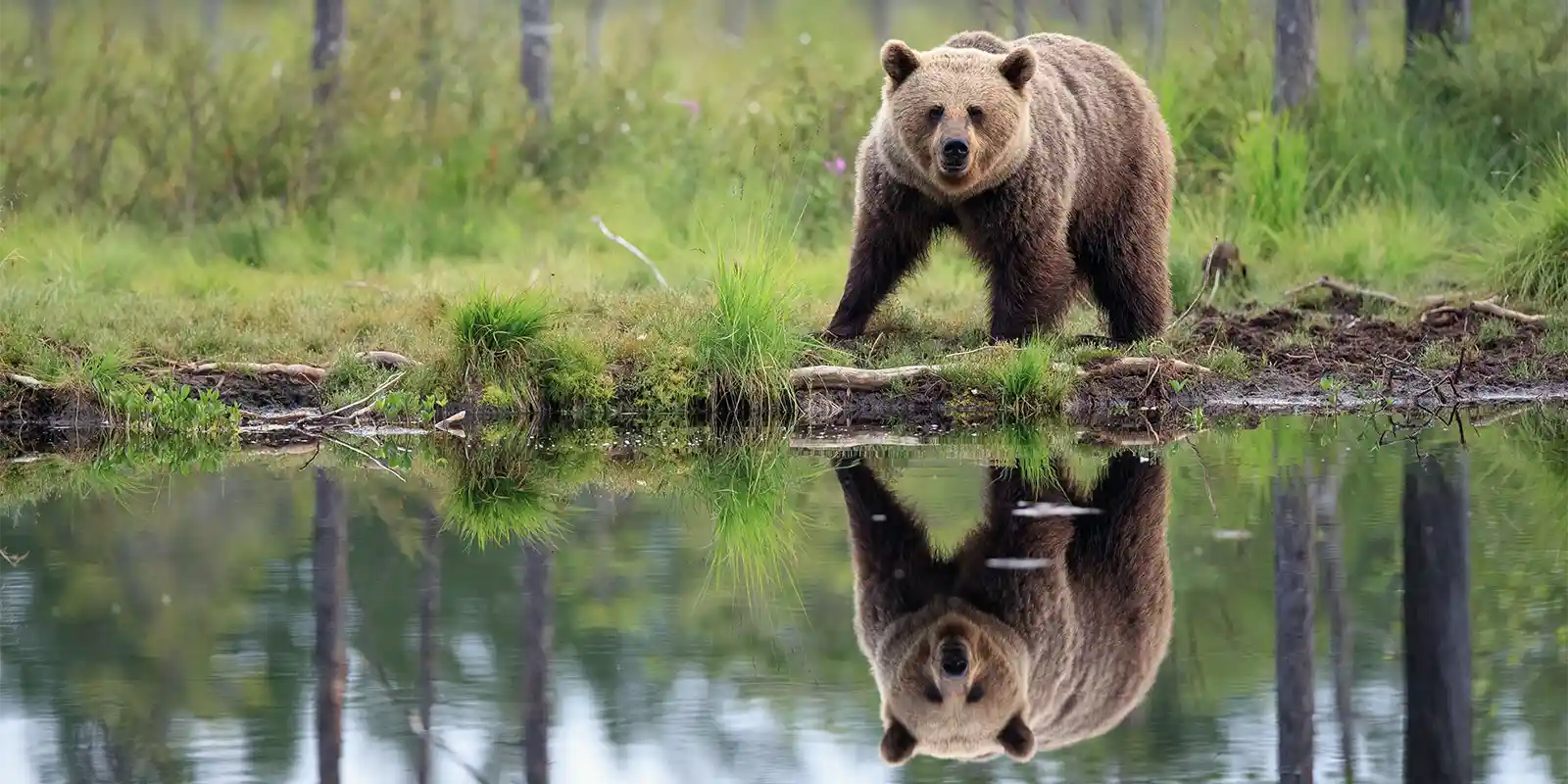 Brown bear in Finland