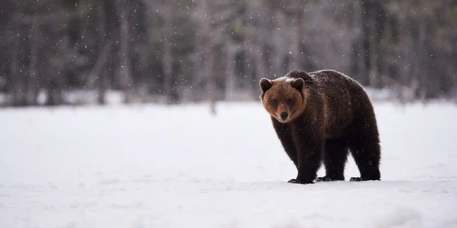 Brown bear in the snow, in Finland