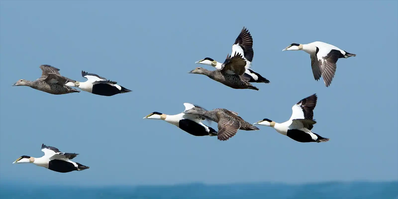 Eider ducks flying in Finland
