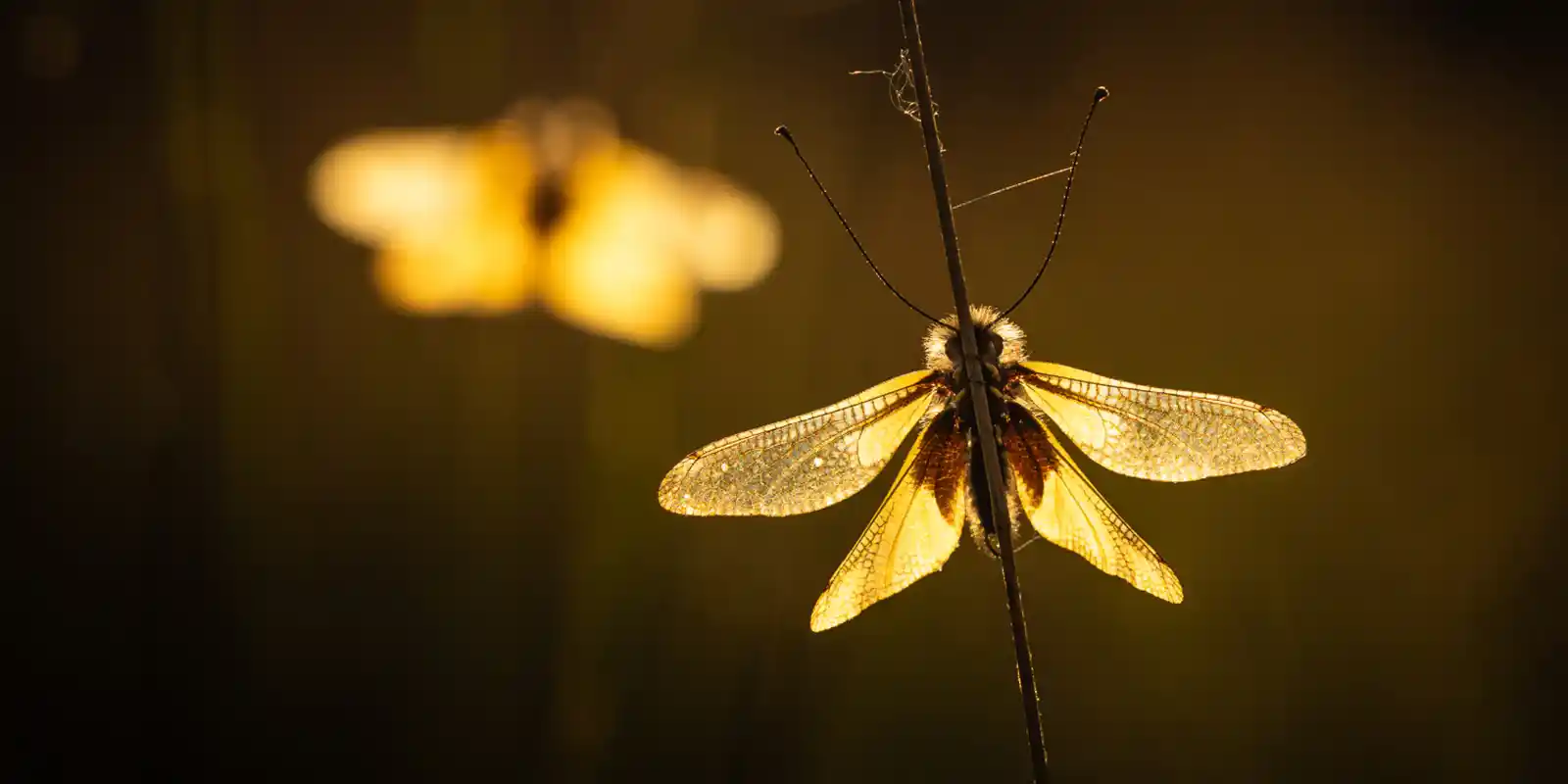 Sulphur blowfly in the golden light, France.