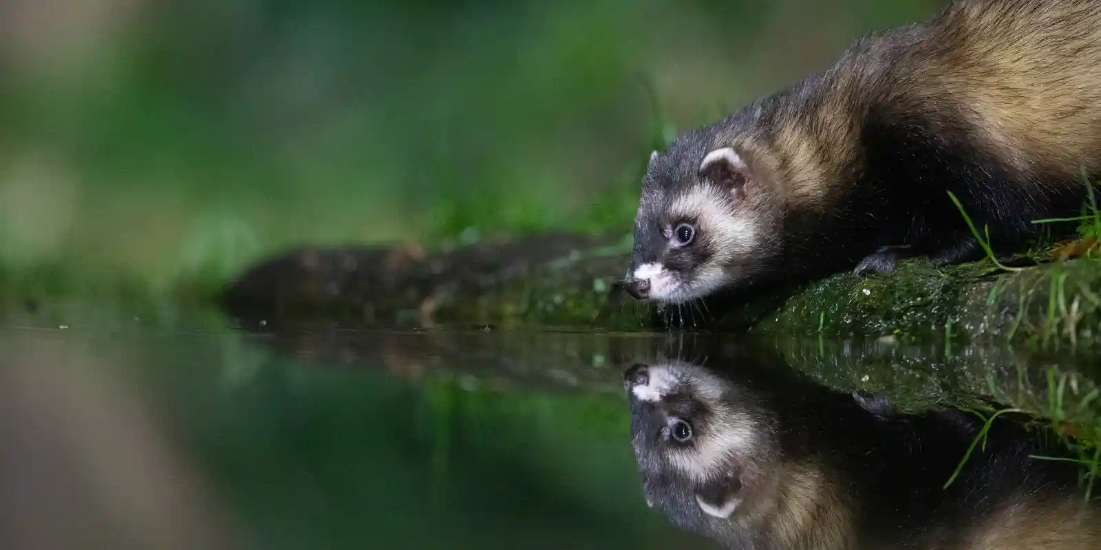 Polecat leaning down to drink from a pool, Netherlands.
