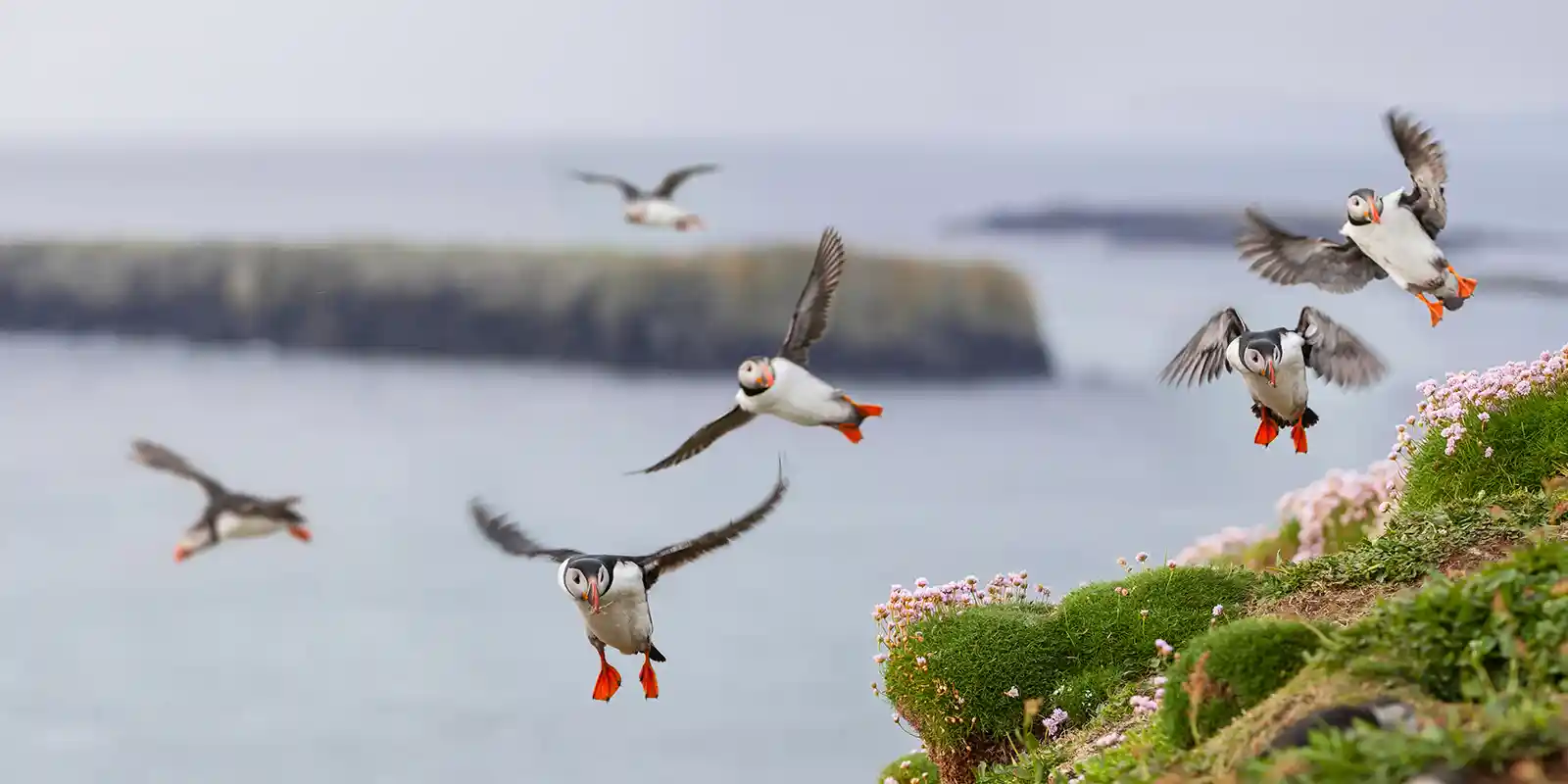 Atlantic puffin in the Treshnish Isles, Scotland.