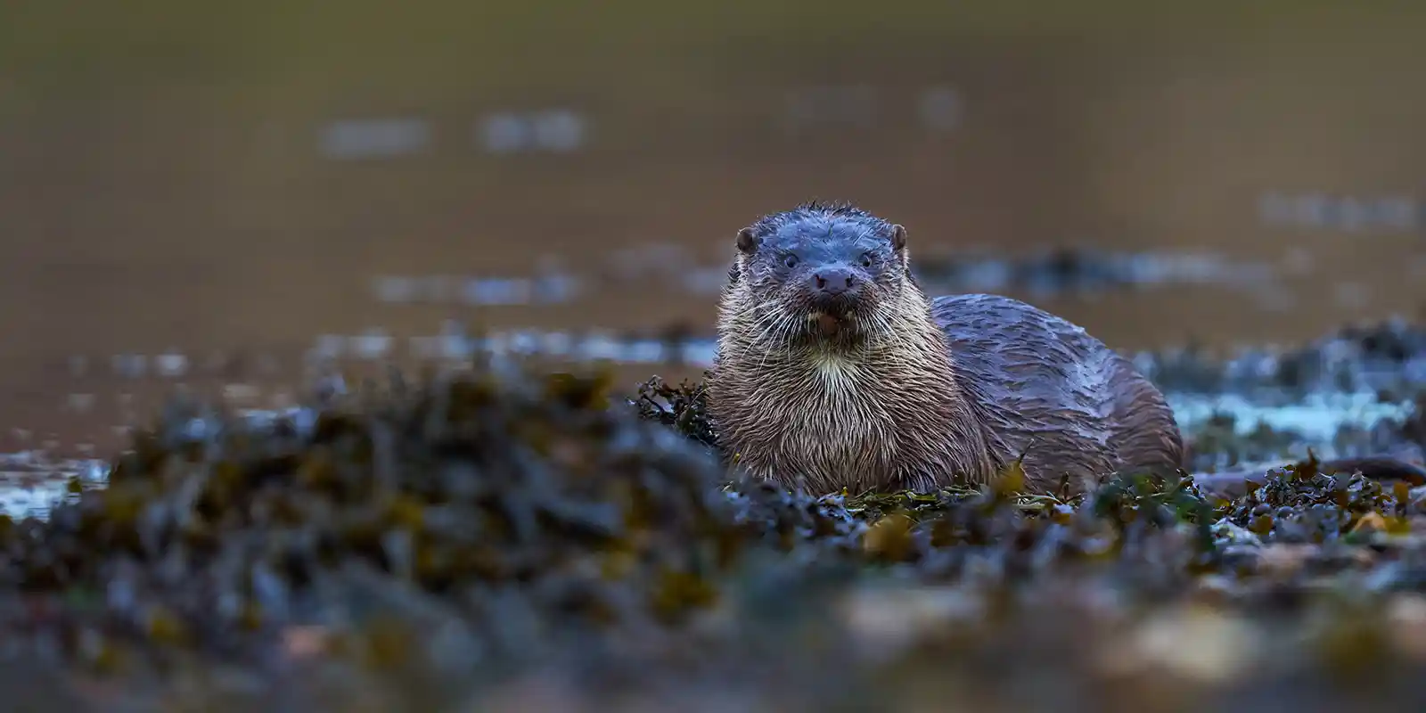 Otter in the Outer Hebrides, Scotland