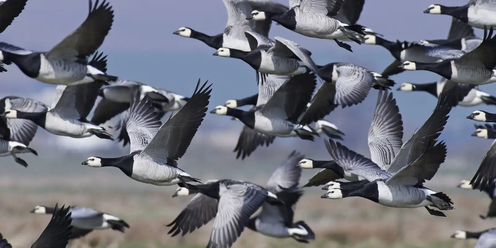 Barnacle geese in flight, Islay.