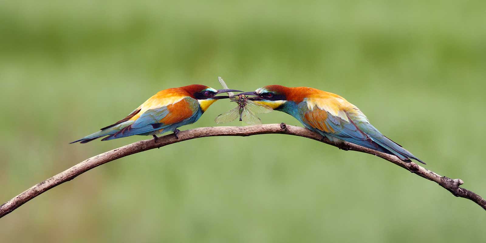 Pair of bee-eaters on a branch
