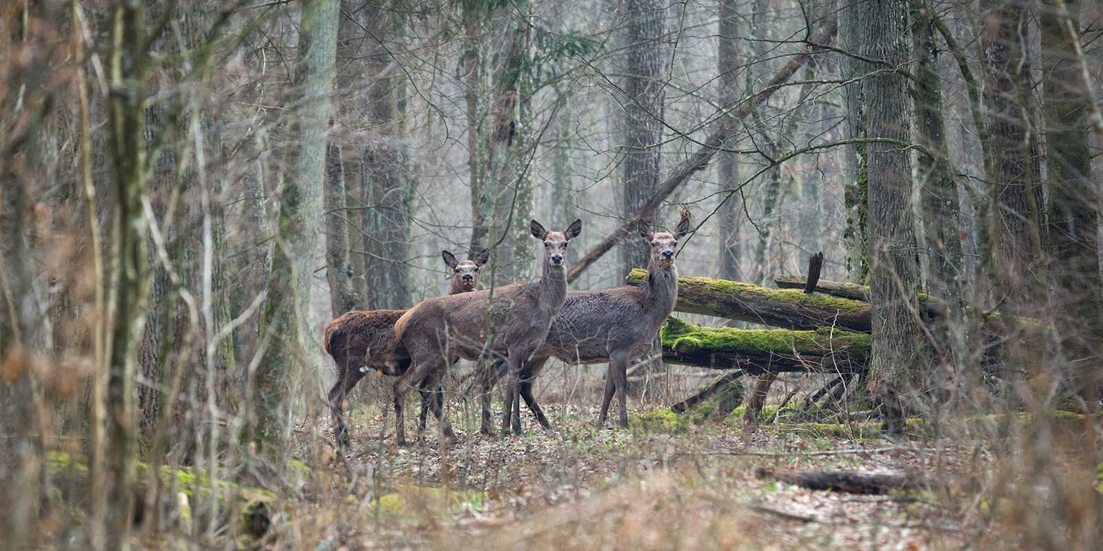 Female deer in Belovezhskaya Pushcha National Park, Belarus