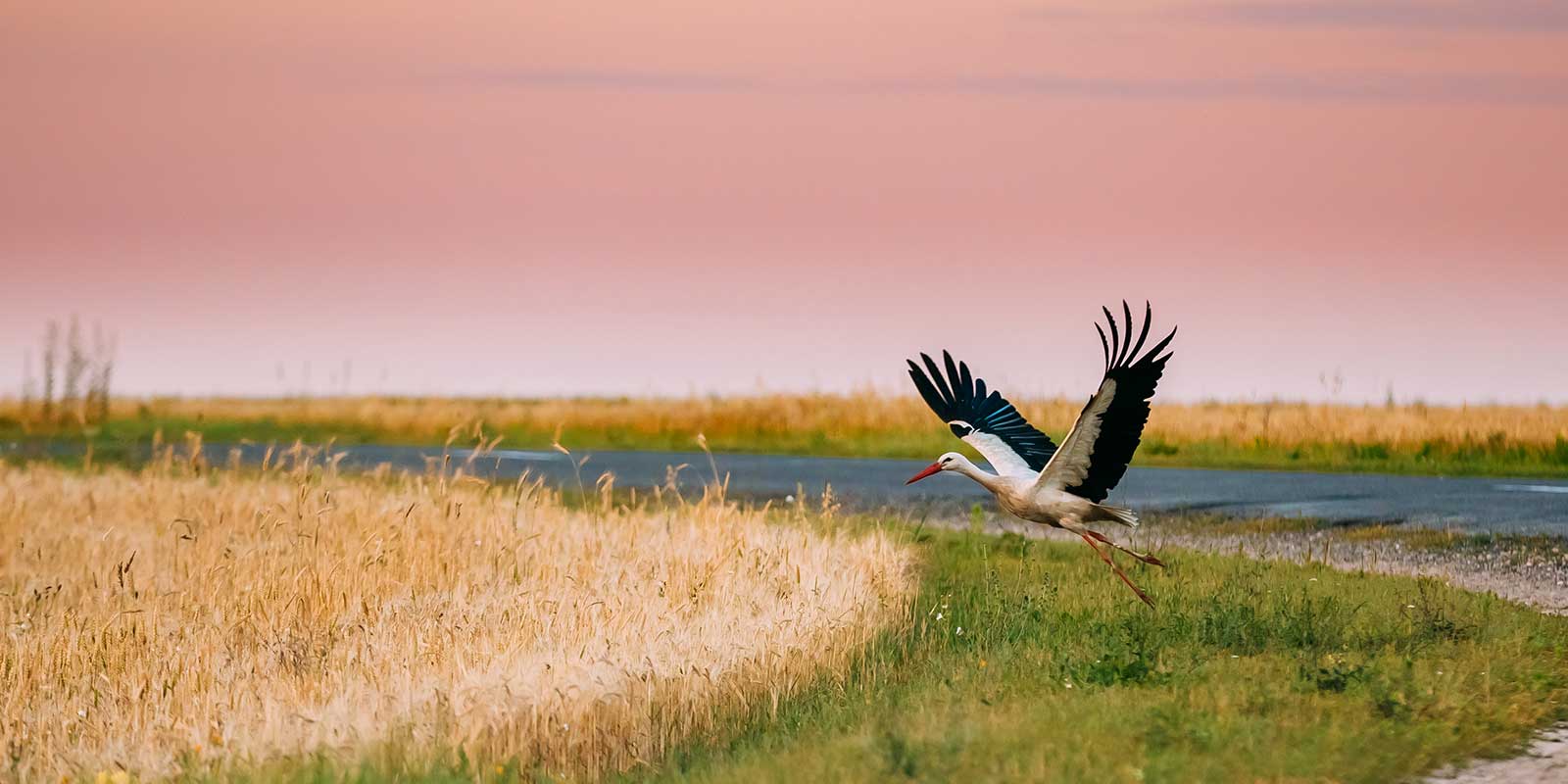 White stork taking off in Belarus