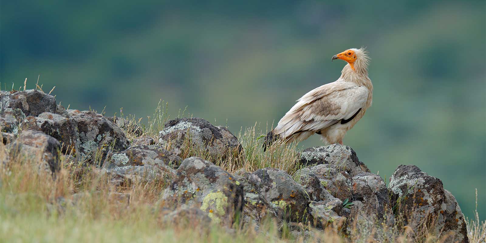 Egyptian vulture in the Eastern Rhodopes, Bulgaria