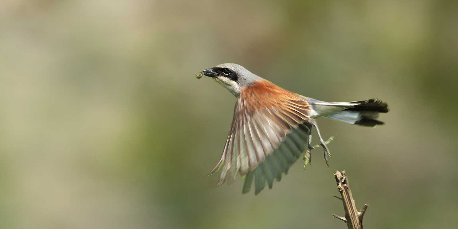 Red-backed shrike in Bulgaria