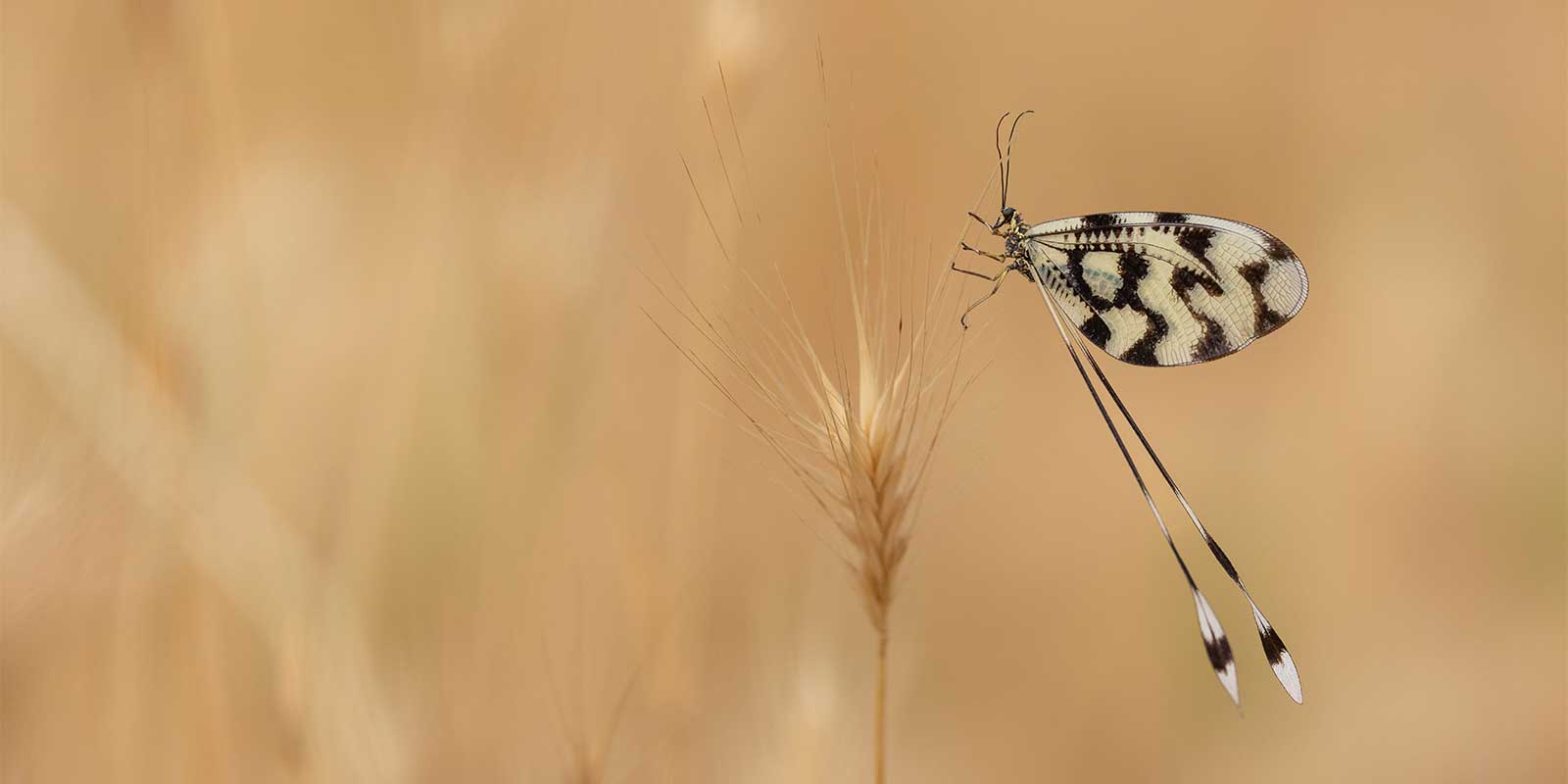 Spoonwing in Madzharovo, Bulgaria.