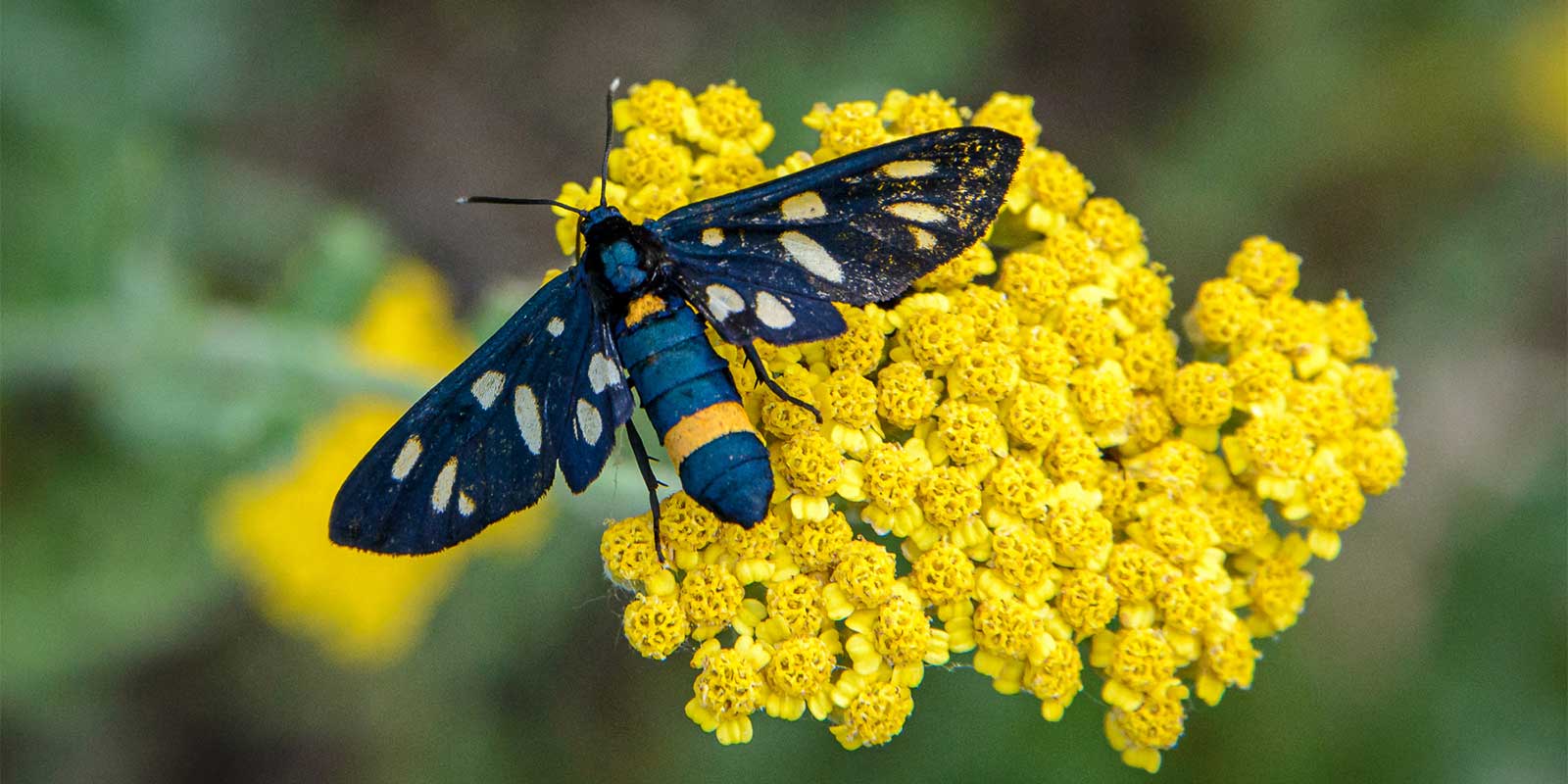 Yellow-belted burnet in Bulgaria.