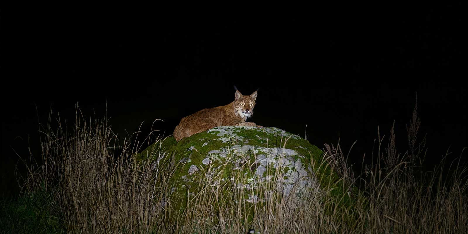 Eurasian lynx in Estonia