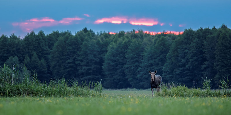 Moose in forest