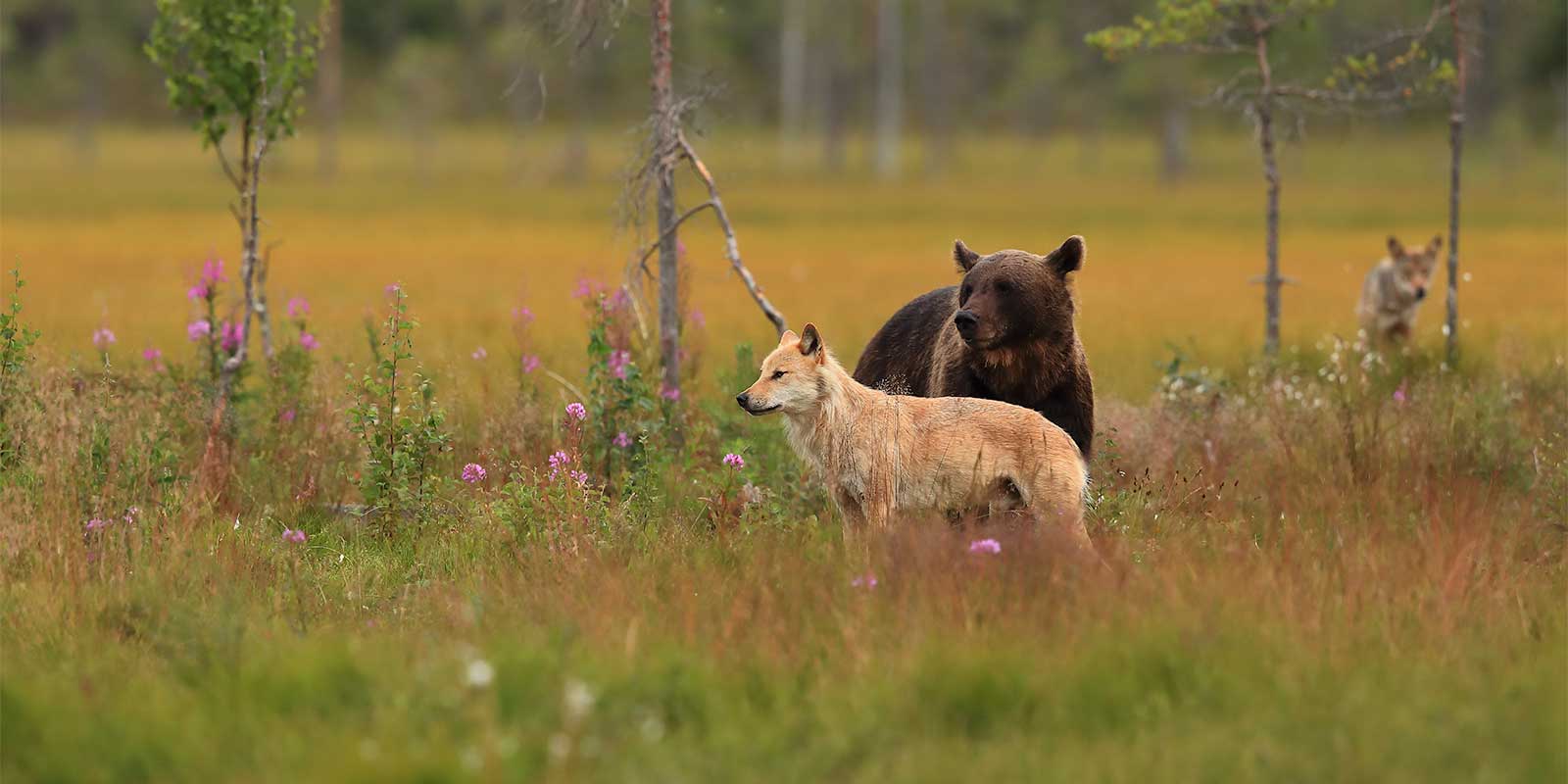 European brown bear and wolf in Finland.