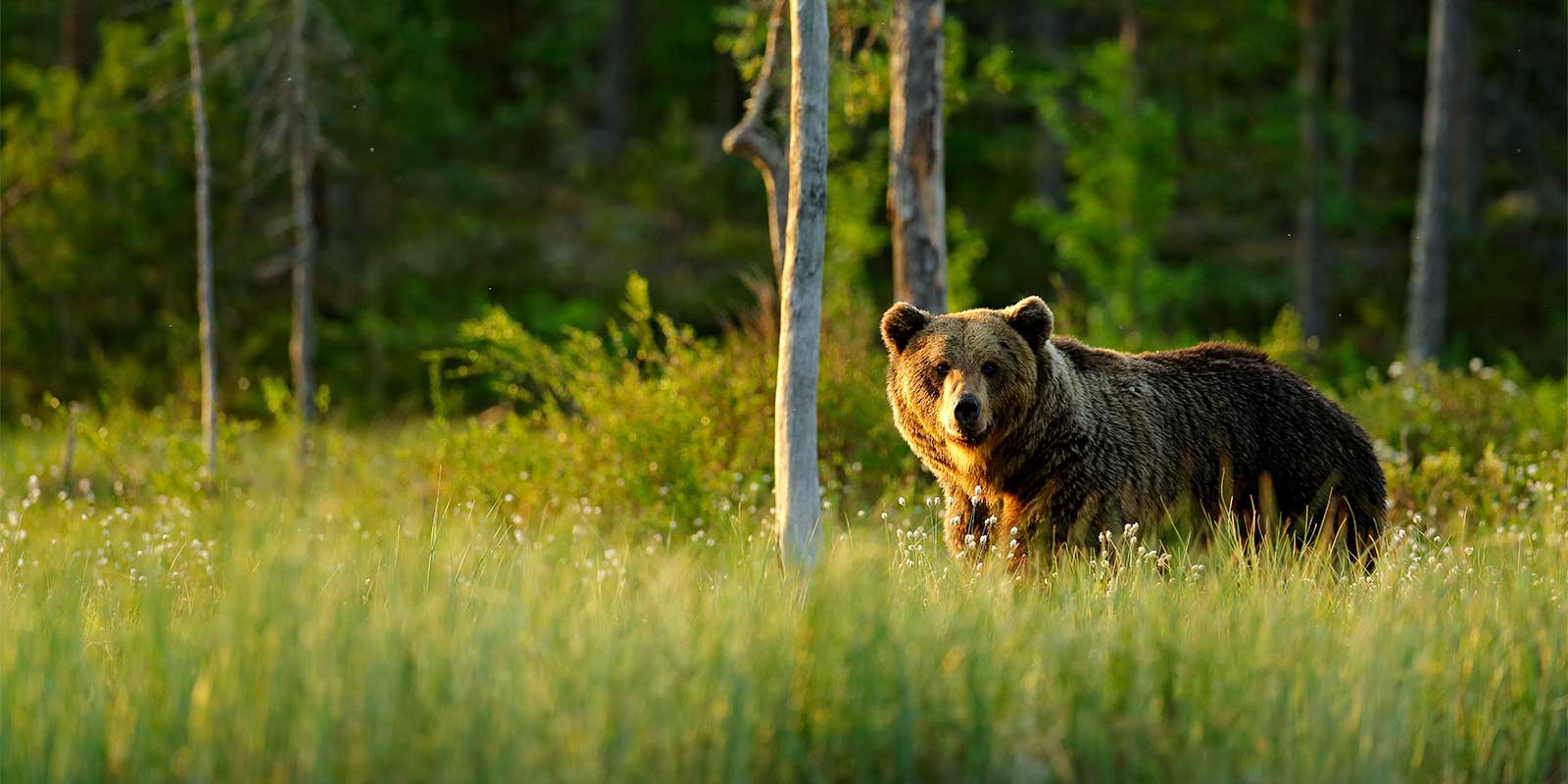 European brown bear in a meadow in Finland