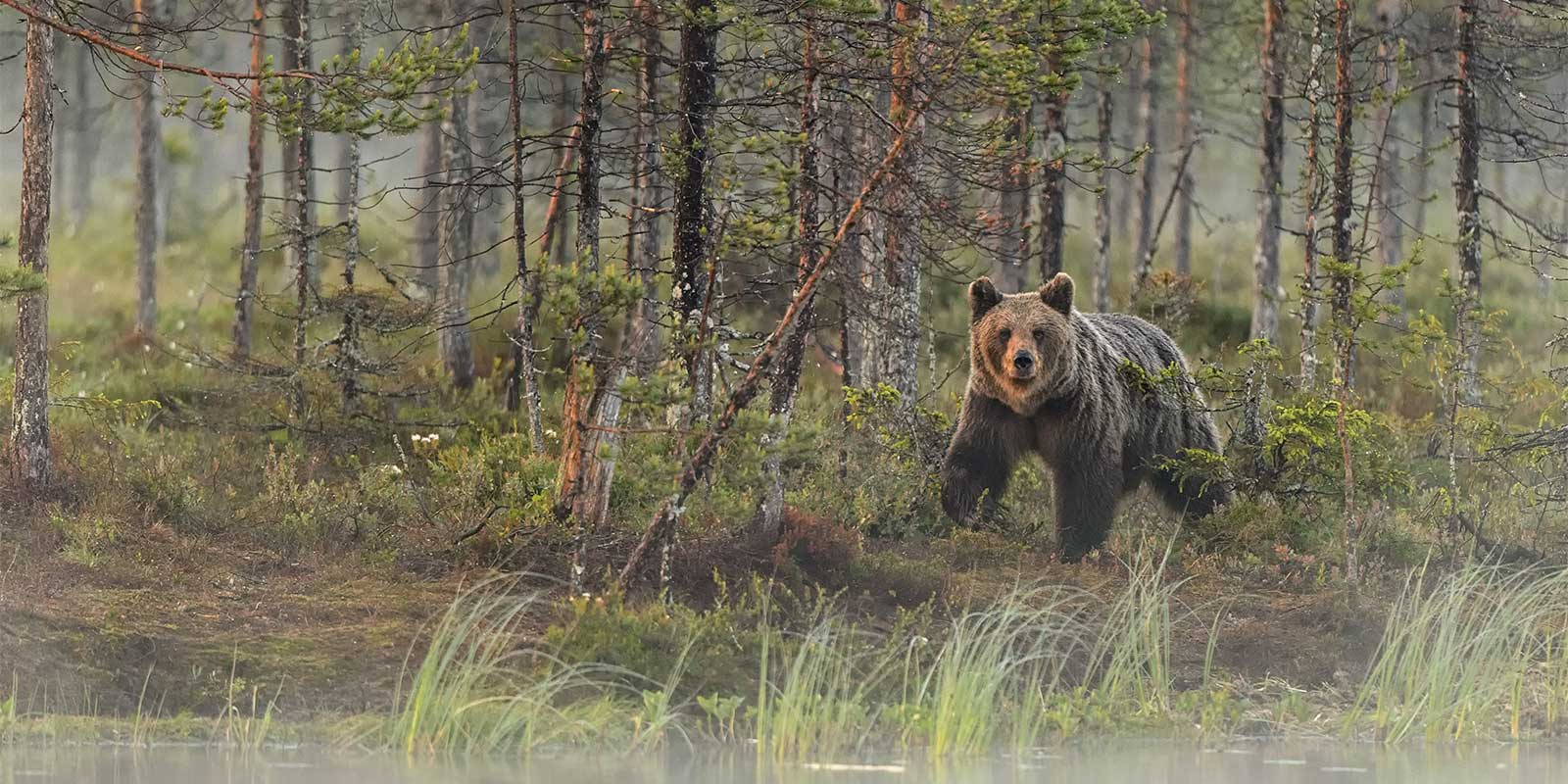 Brown bear in Finland