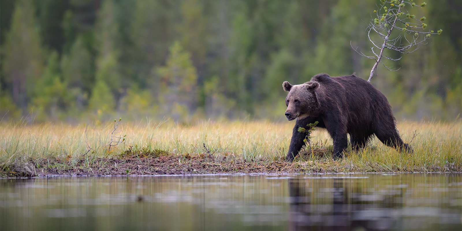 European brown bear in Finland