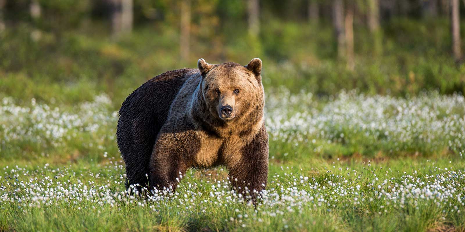 Brown bear in Finland