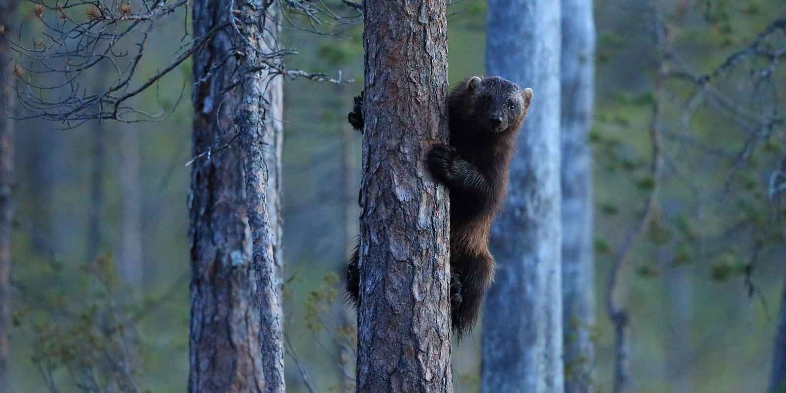 Wolverine in Kuikka Lake, Finland
