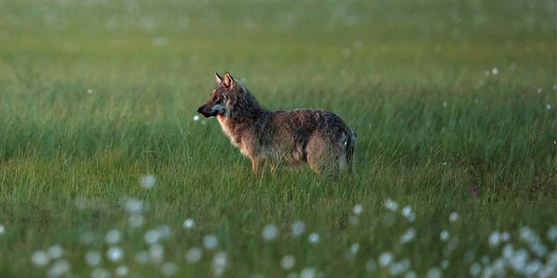 European wolf in Finland