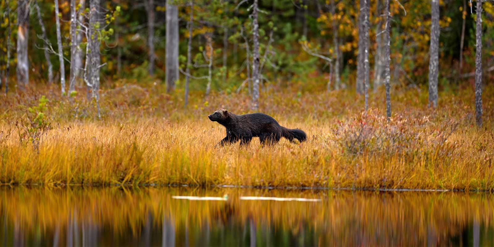 Wolverine in Finland