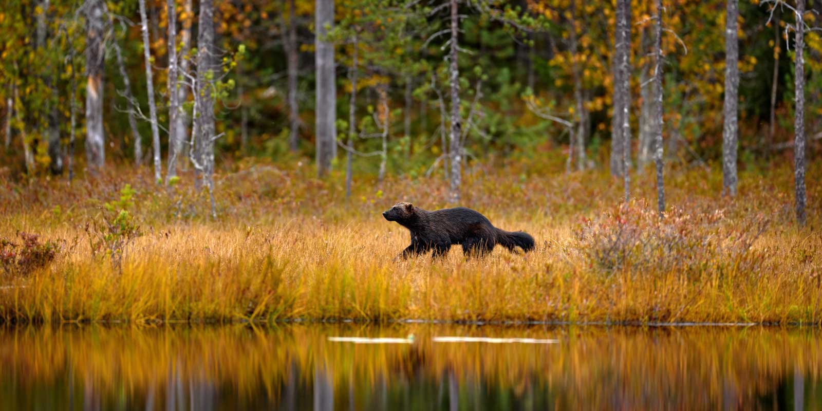 Wolverine in autumn in Finland