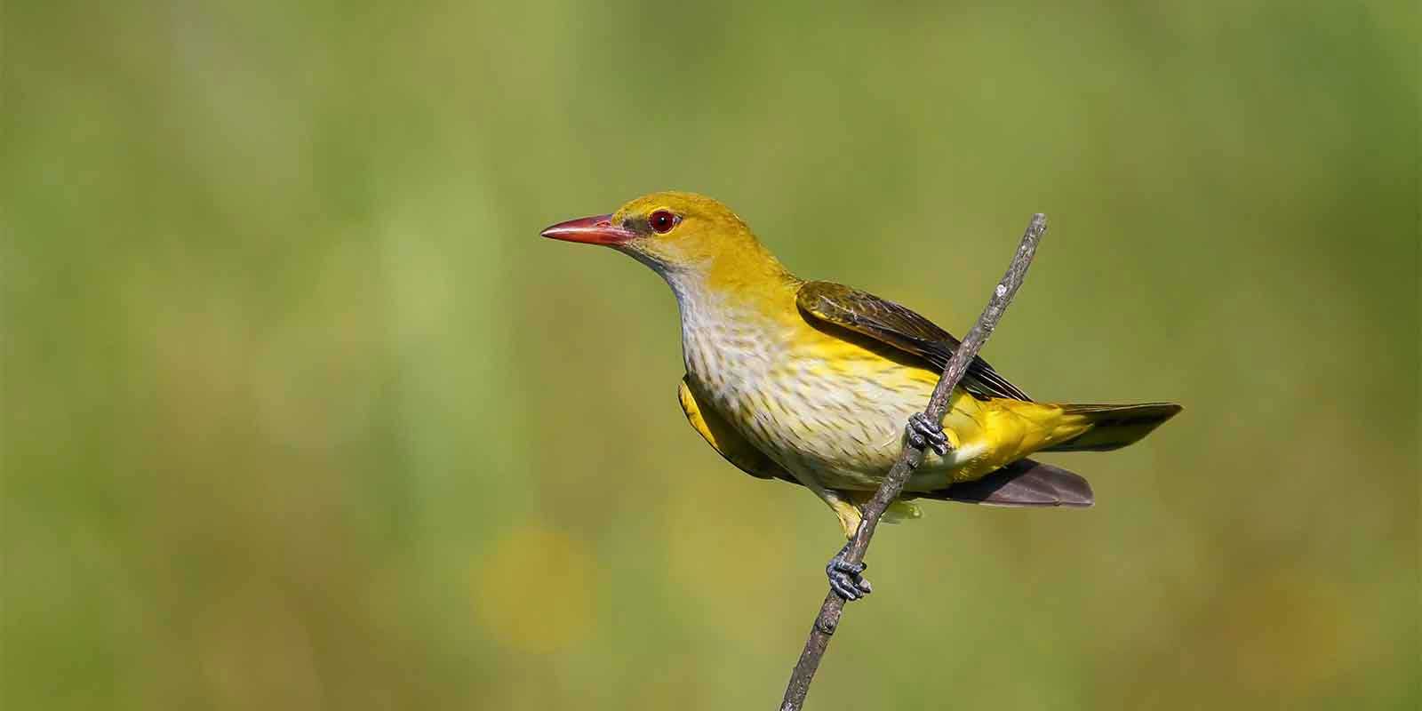 Golden oriole