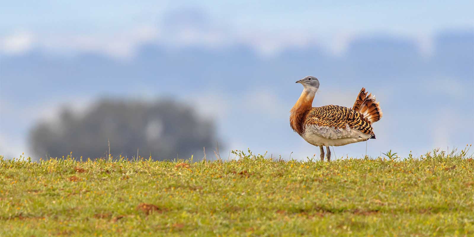 Great bustard