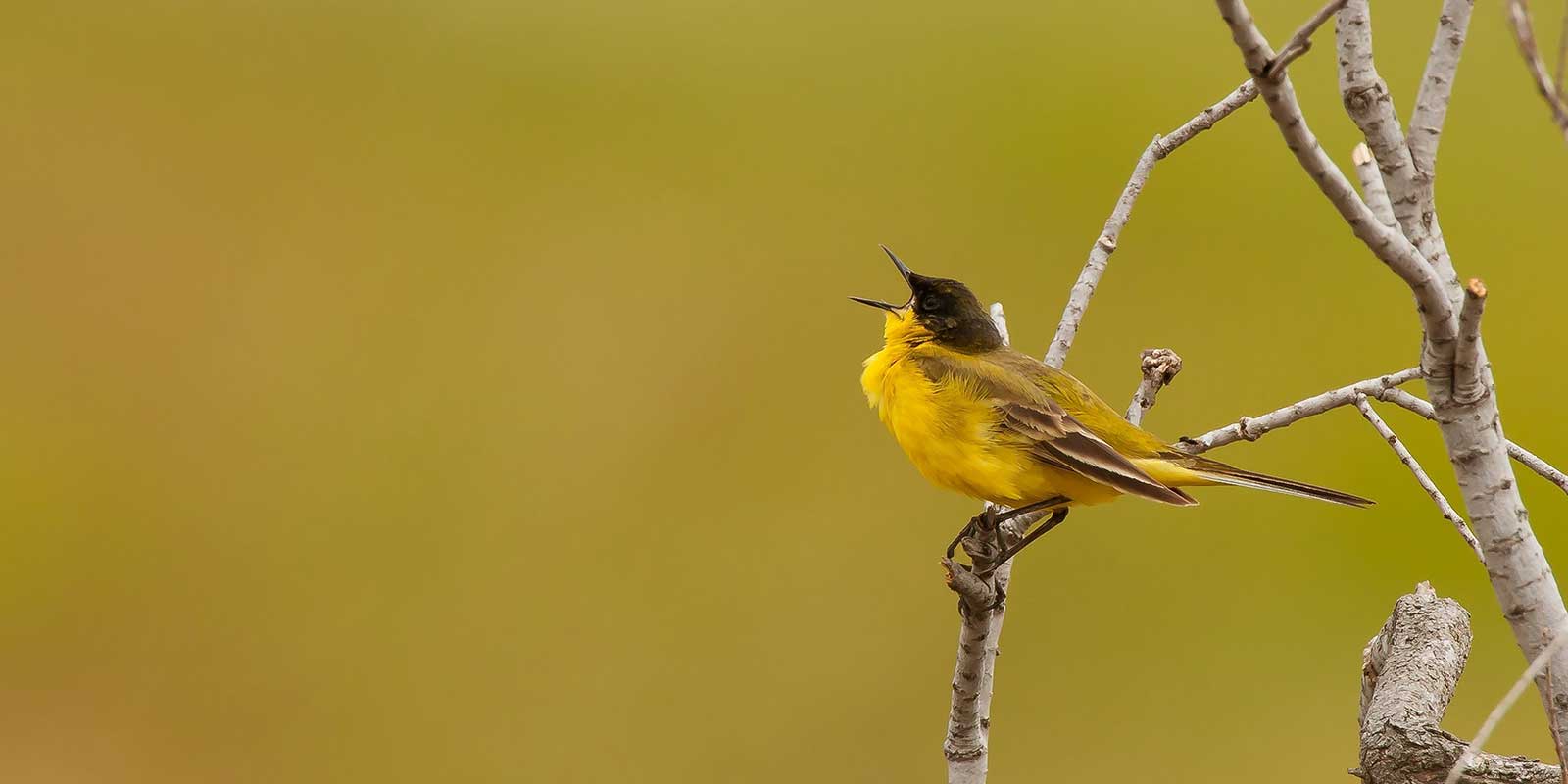 Black-headed wagtail in Greece