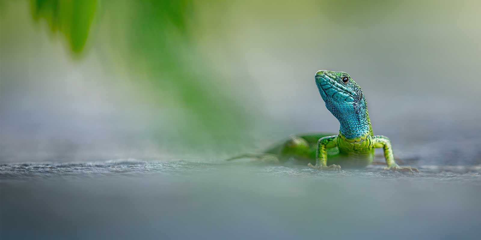 Balkan green lizard in Lake Kerkini, Greece
