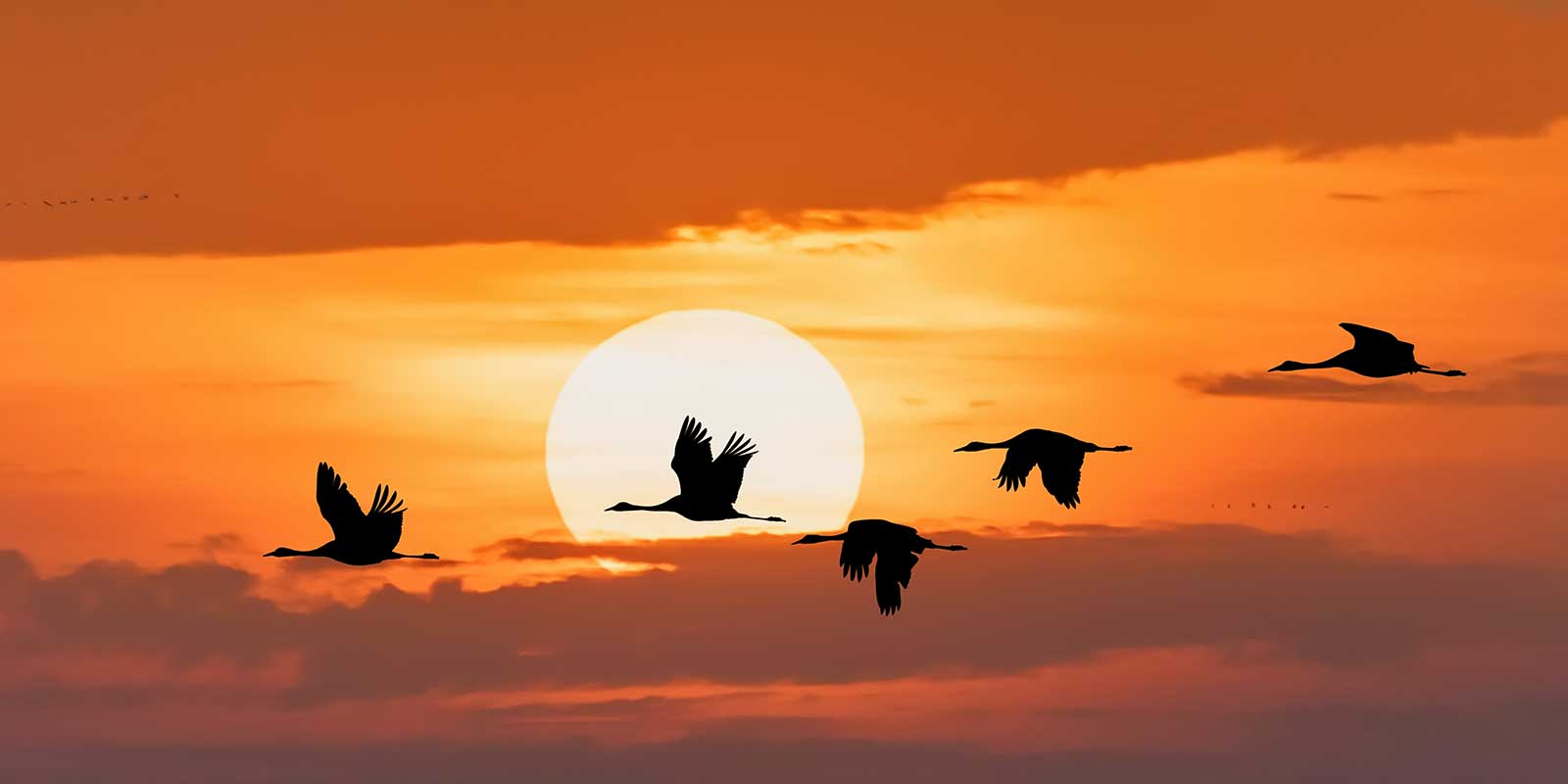 Common crane migration over Hortobágy National Park, Hungary