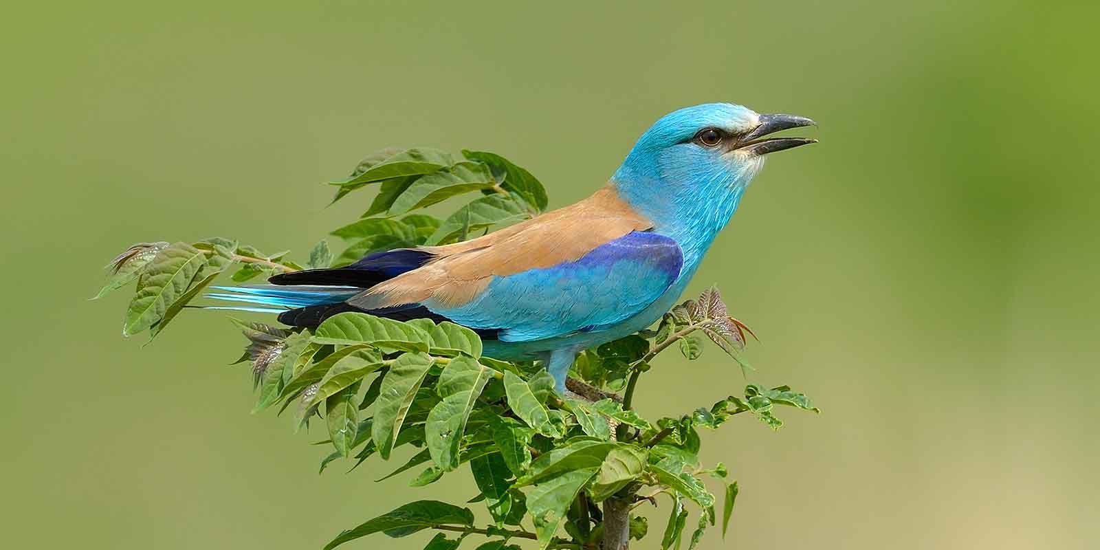 European roller