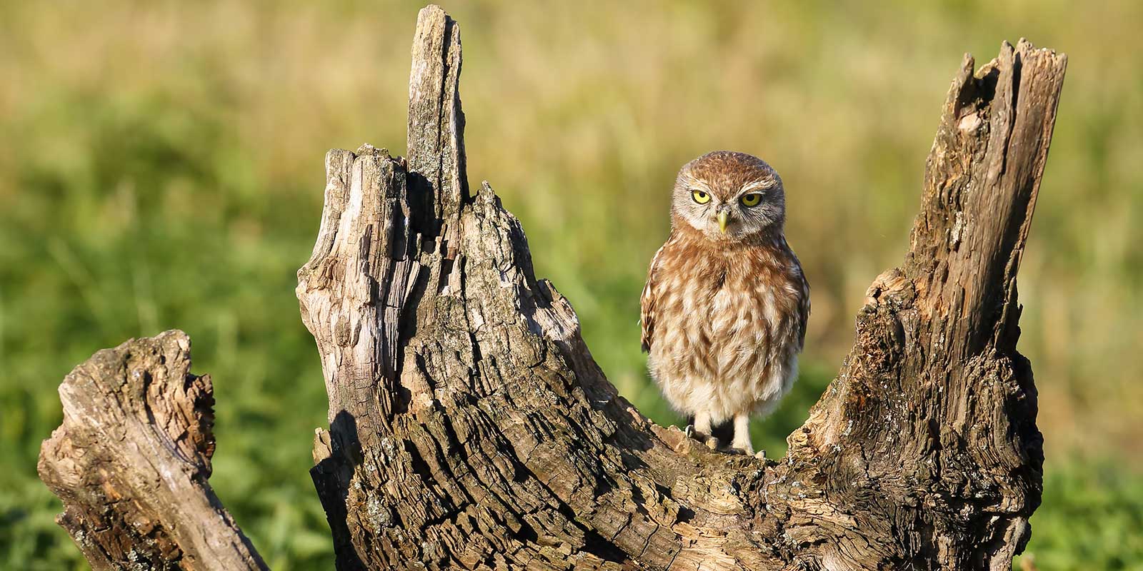Little owl in Hortobágy National Park, Bulgaria
