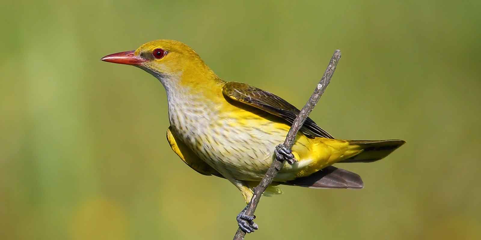 Golden oriole