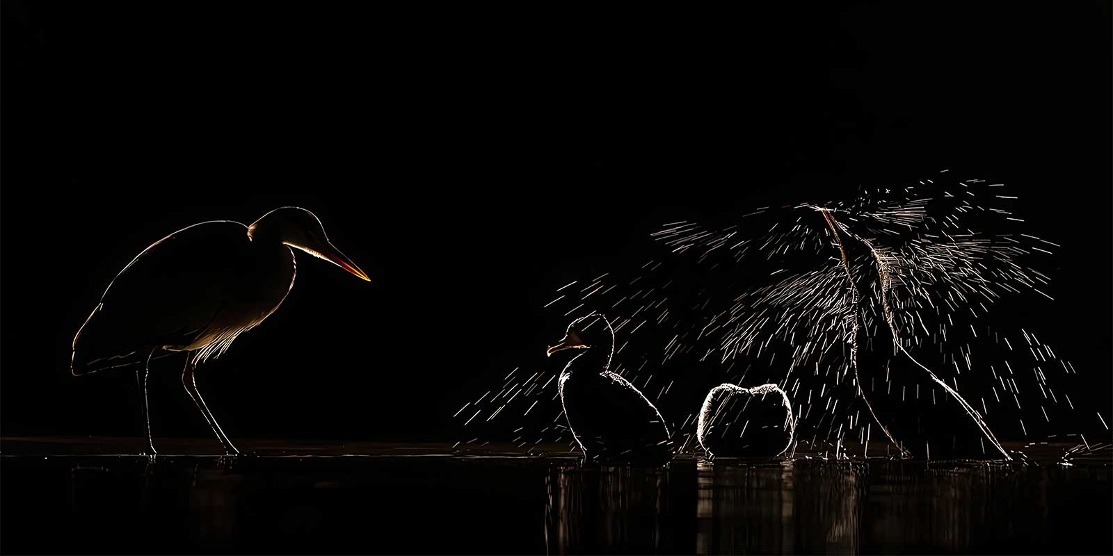 Spoonbill and grey heron in Hungary