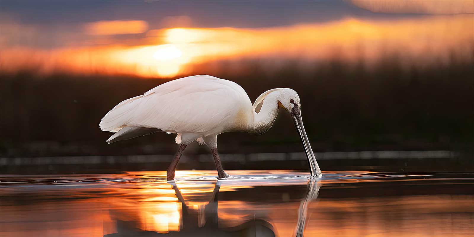Spoonbill in Hungary