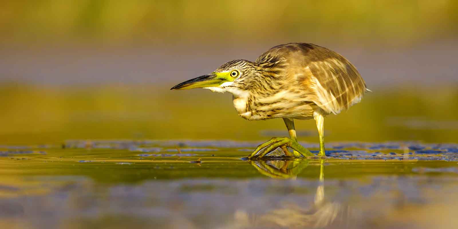 Squacco heron in Hungary