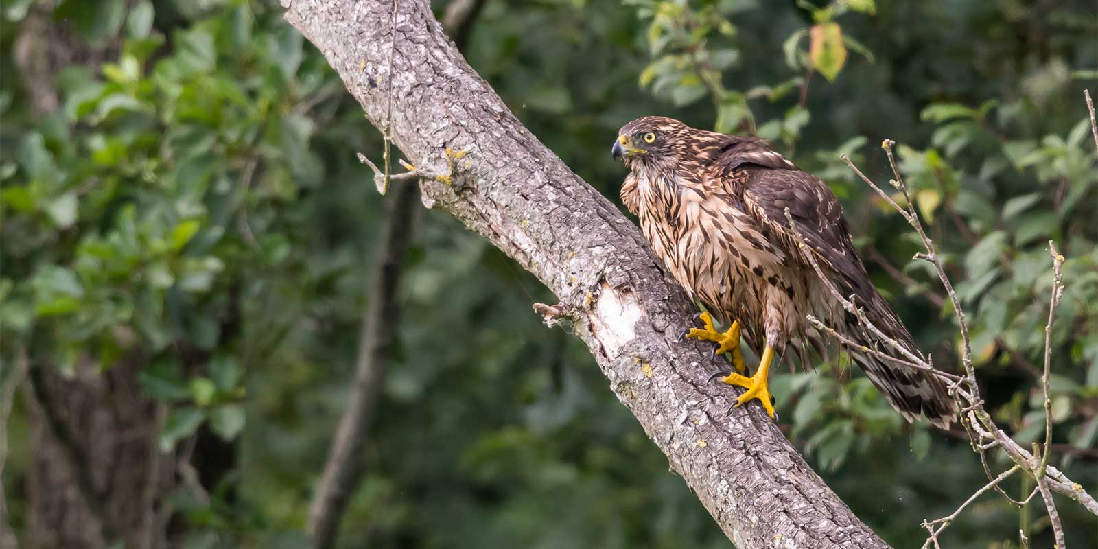 Juvenile Northern goshawk