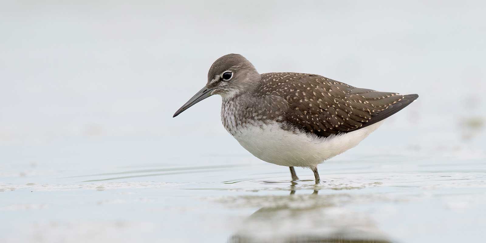 Green sandpiper in the Netherlands.