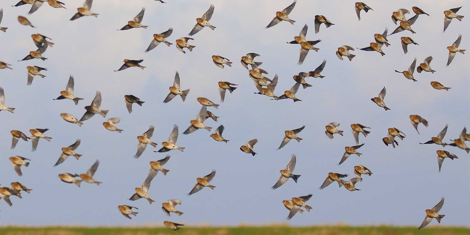 Twite flock in Holland.