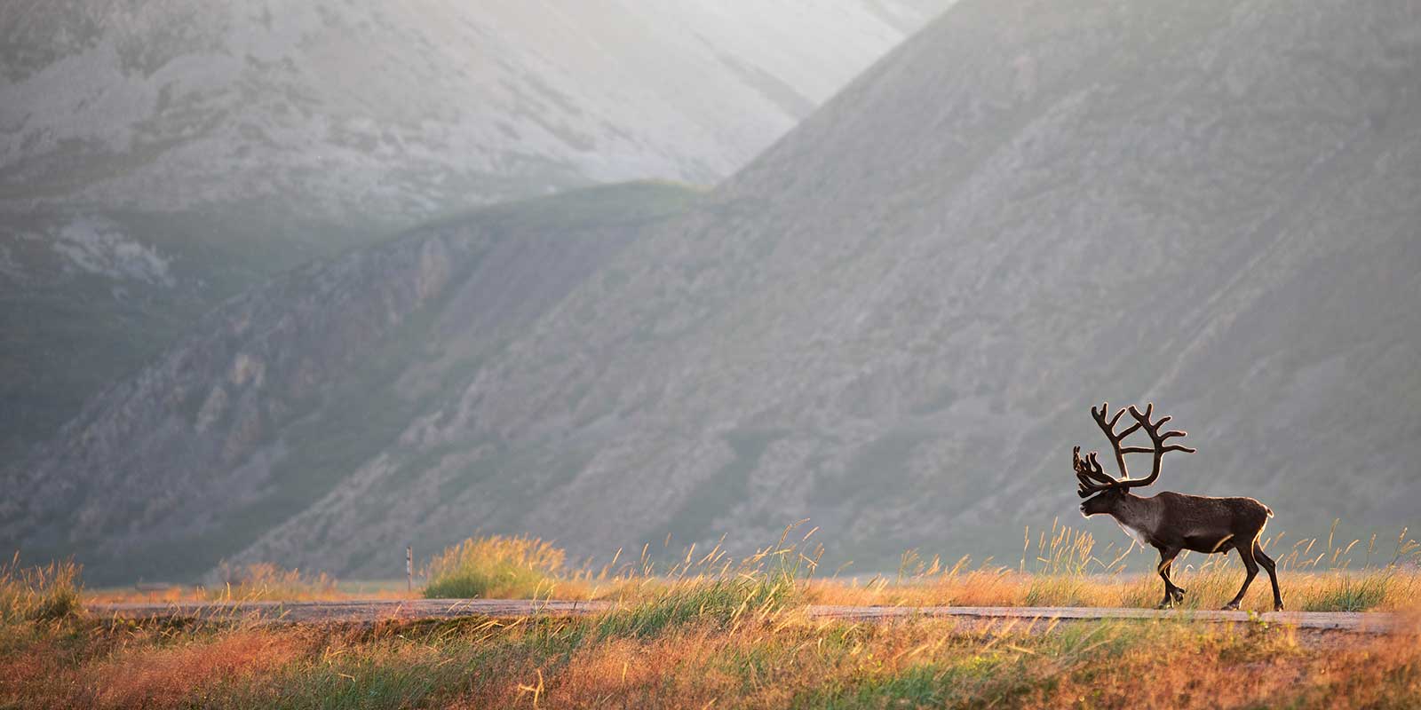 Reindeer in Varangerfjord, Norway