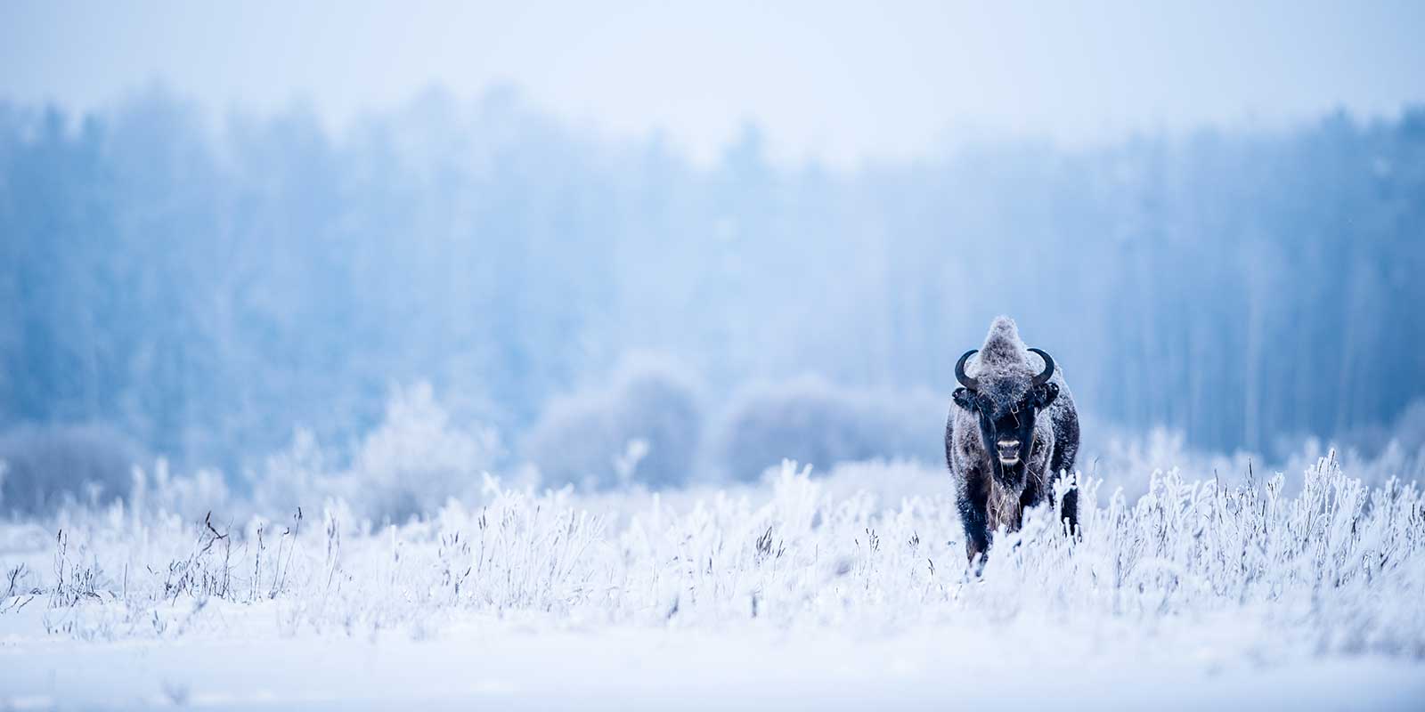 Bison in Bialowieza Forest, Poland
