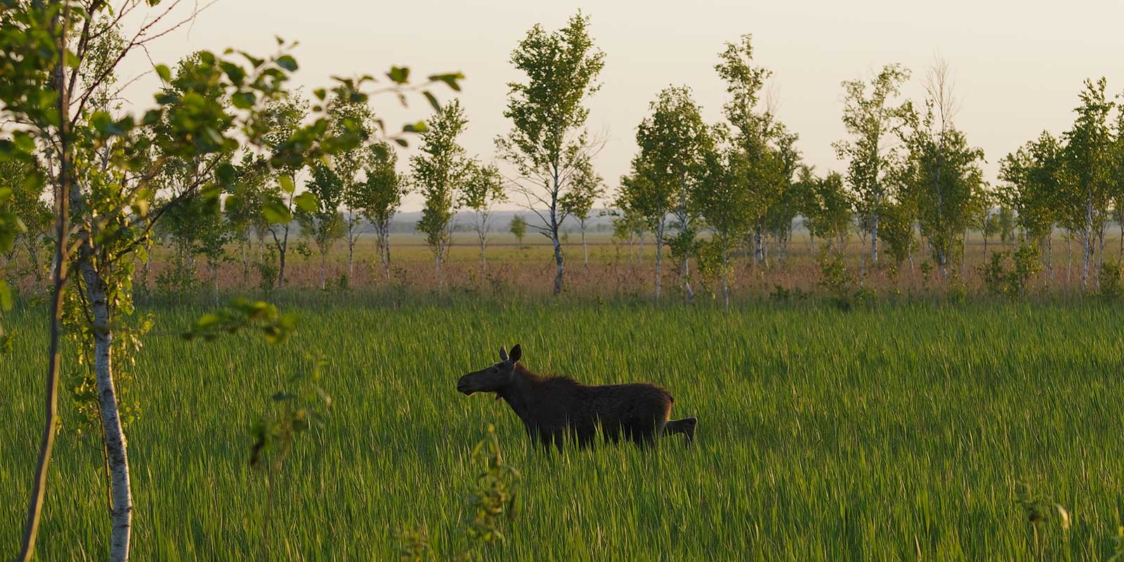 Elk in Biebrza Marshes, Poland.