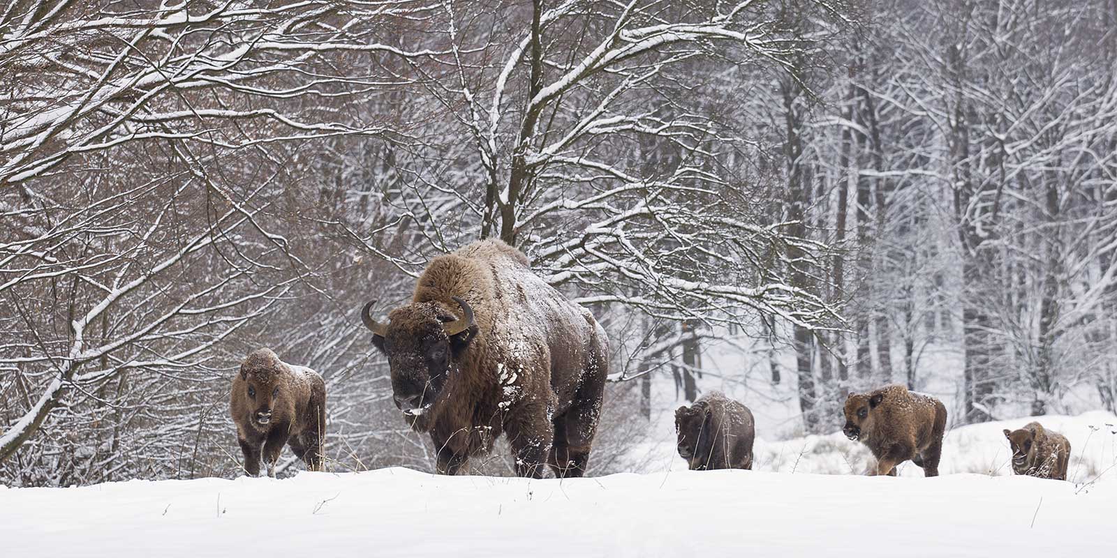 Bison family in snow in Poland