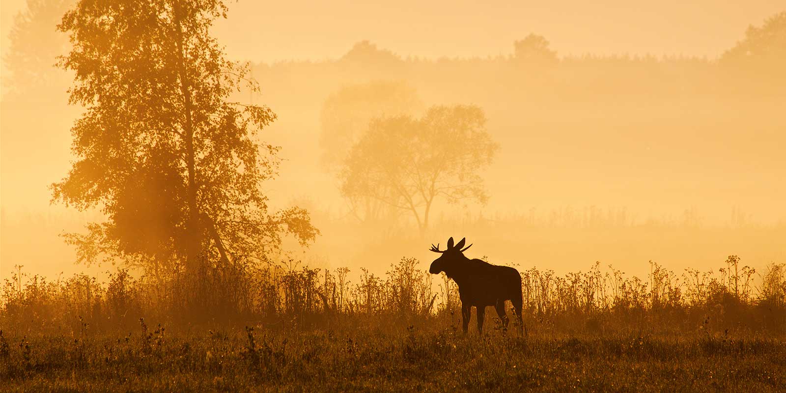 Elk in Biebrza Marsh, Poland.