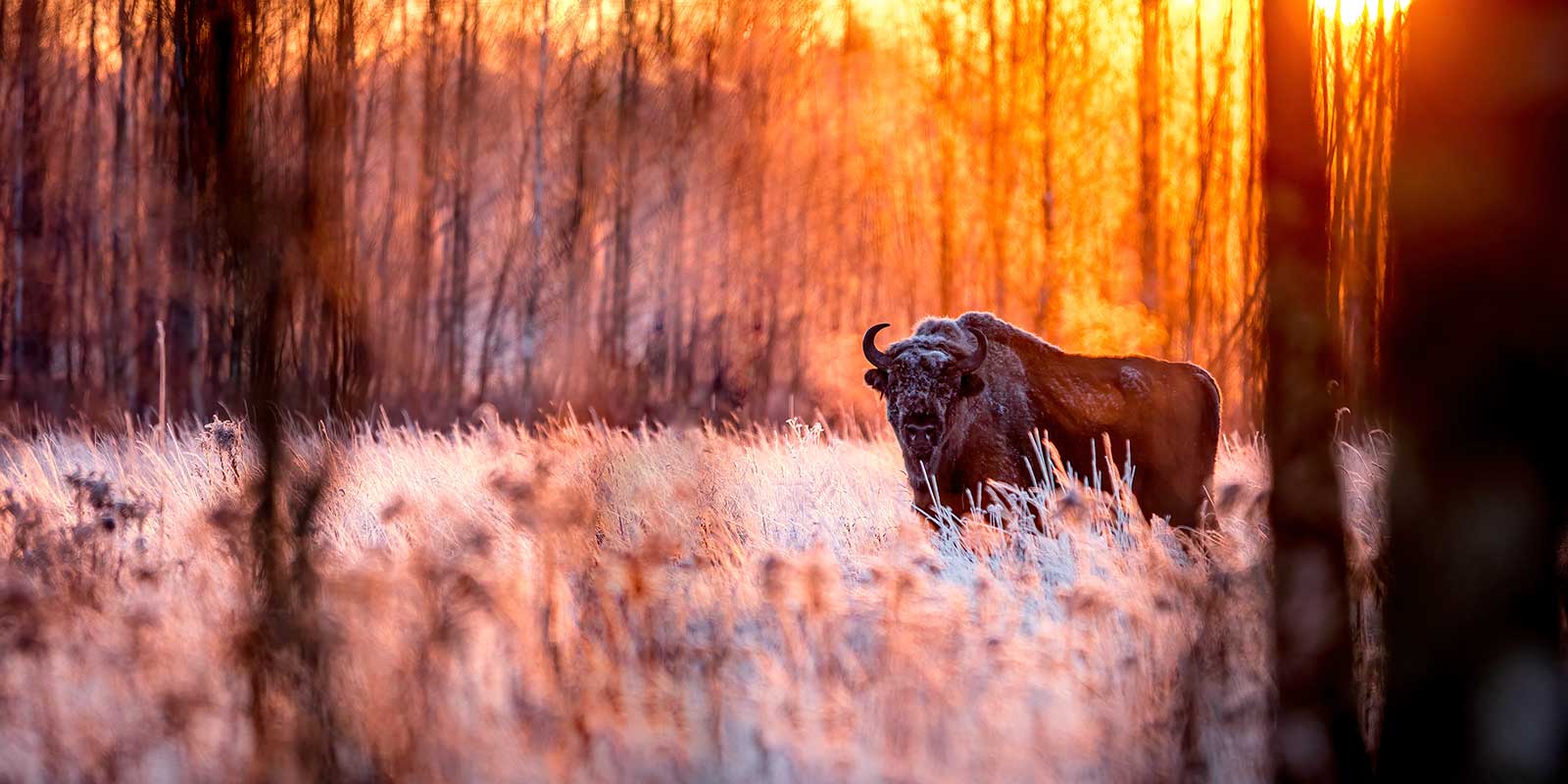 European bison in Bialowieza Forest, Poland